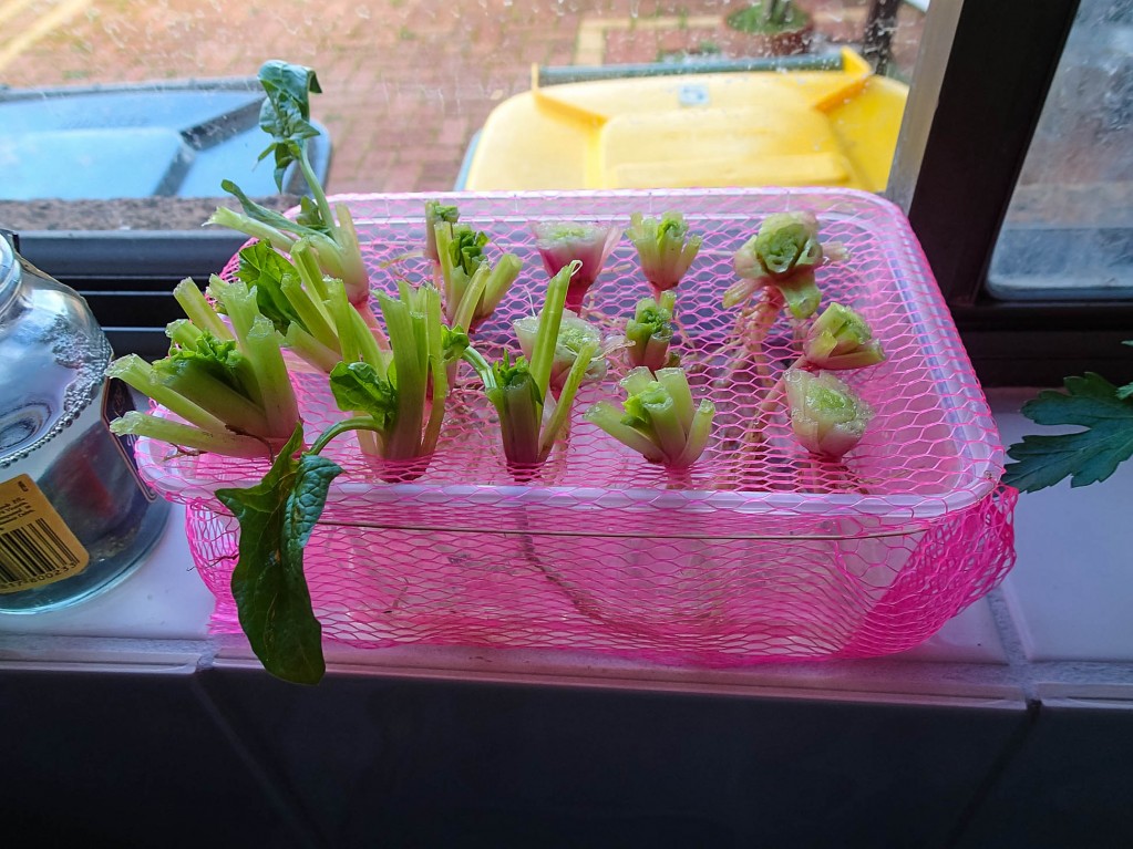 Plastic container with spinach suspended over water re-using pink mesh plastic