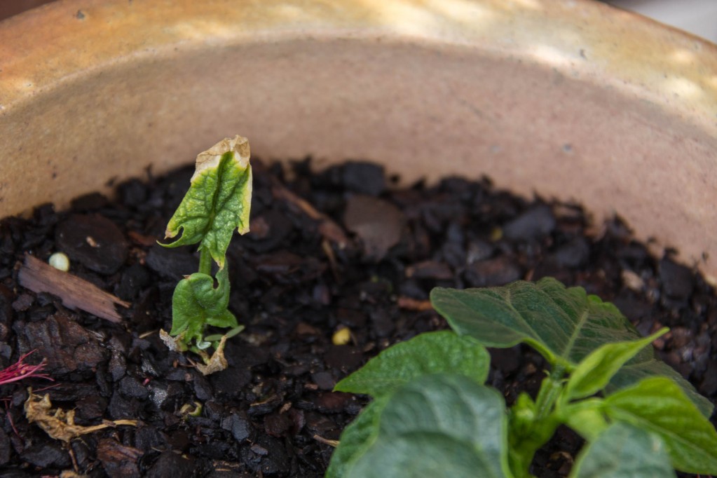 The lone spinach plant which survived replanted into a pot with another plant..