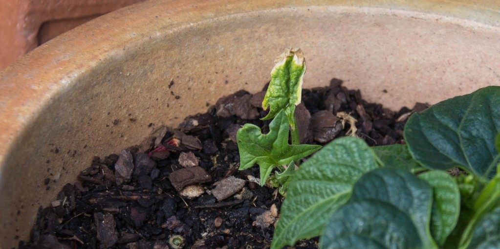 A very healthy and thriving spinach plant in a pot with another plant