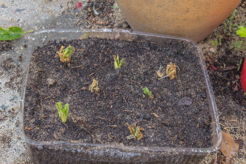 Re-planted store bought spinach in Re-used plastic container as planting pots showing more signs of new growth