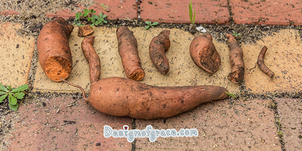 Sweet potato harvest from home grown crop