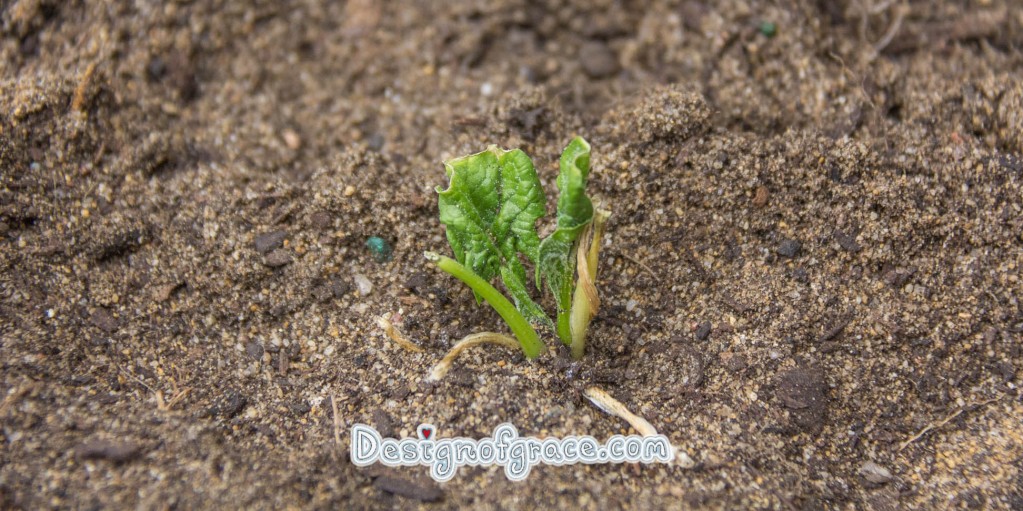 regrown store bought spinach with baby leaves planted in the soil