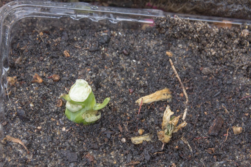 Close up of Chinese Vegetable Plant with new leaves transplanted outside in soil
