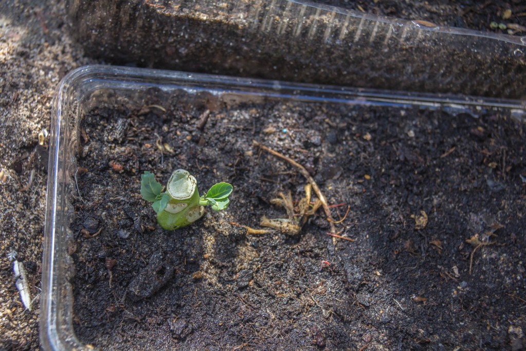 Close up of the progress of the Chinese Vegetable Plant with new leaves transplanted outside in soil
