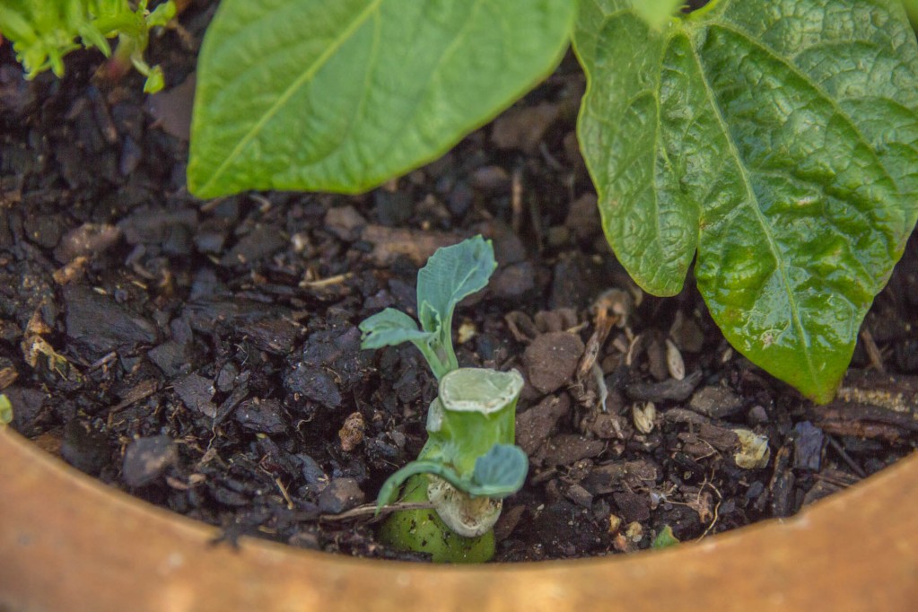 Close up of the progress of the Chinese Vegetable Plant with new leaves transplanted outside in soil