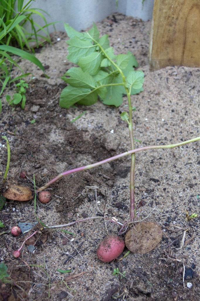 Baby potato plants of different types on top of the soil