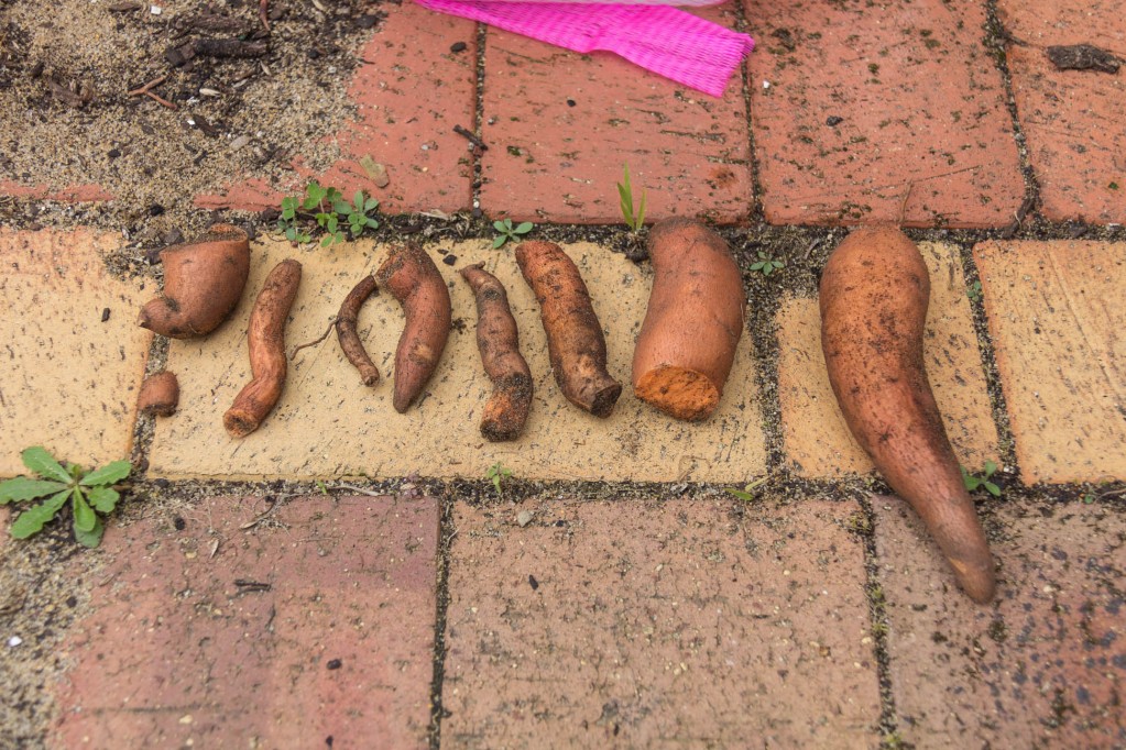 re-grown Home grown sweet potato harvest on top of brick pavement