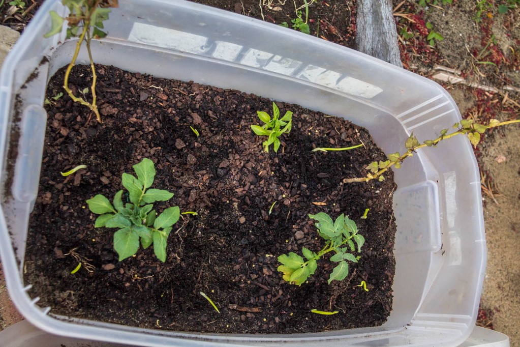 Potato plants planted in a re-used broken container with soil