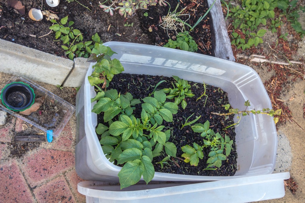 Potato plants growing well in a re-used broken container with soil