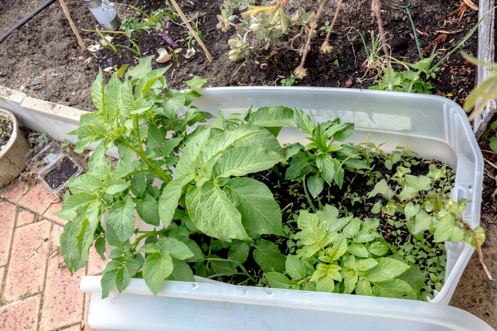 Potato plants growing well in a re-used broken container with soil