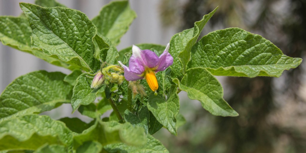 purple flower with orange stamen of a potato plant