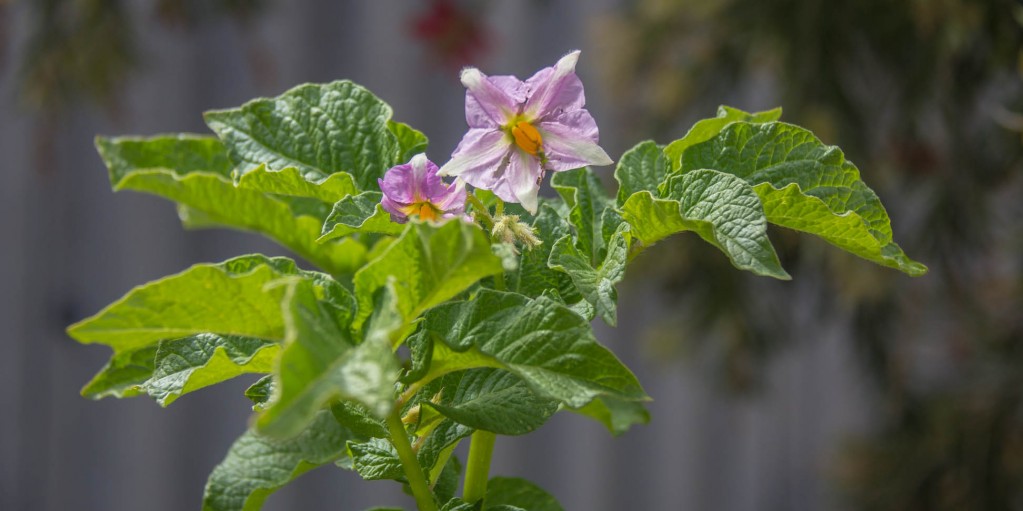 purple flower with orange stamen of a potato plant