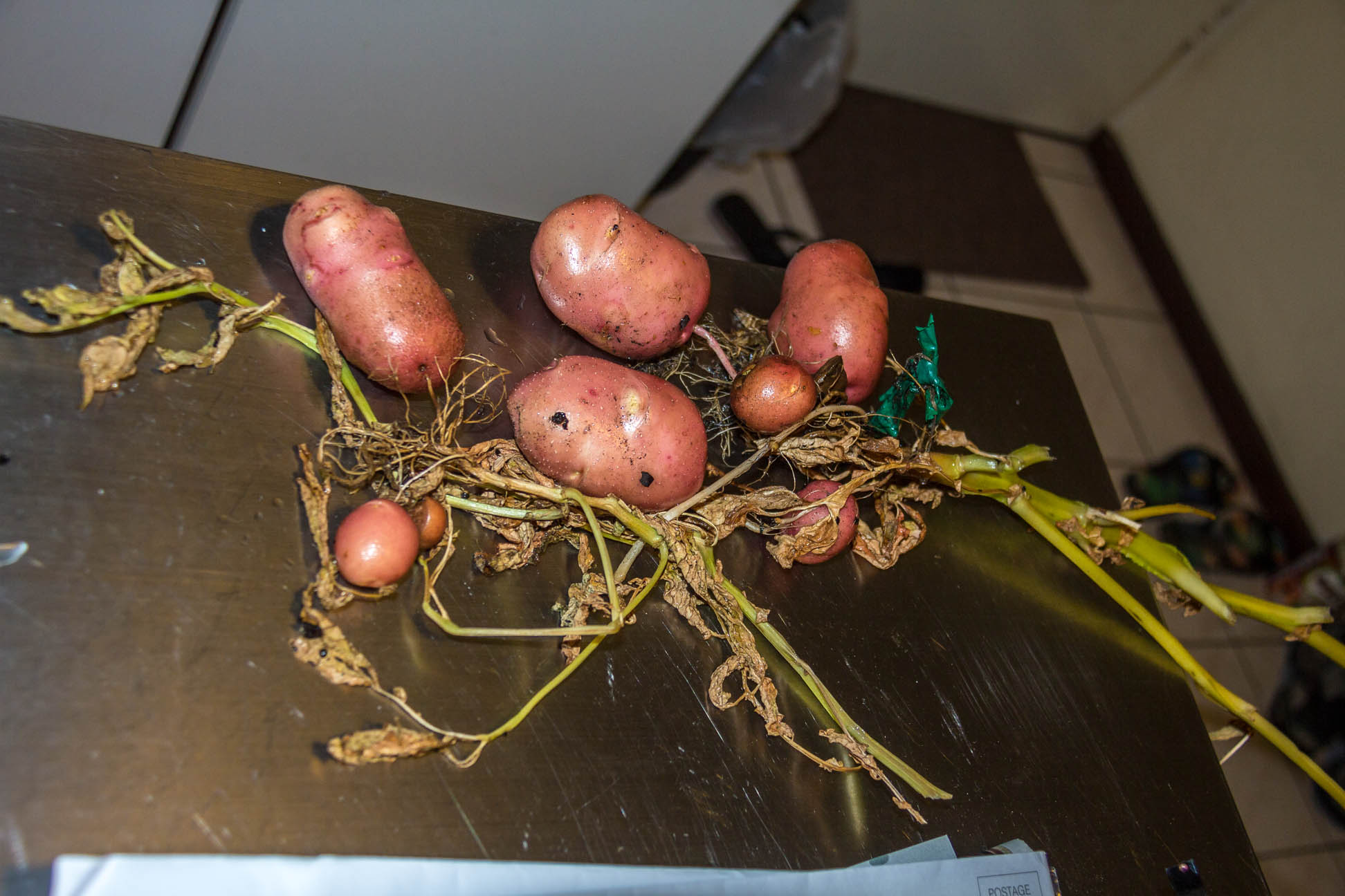 Pull up potato plant with varying sizes potato spuds