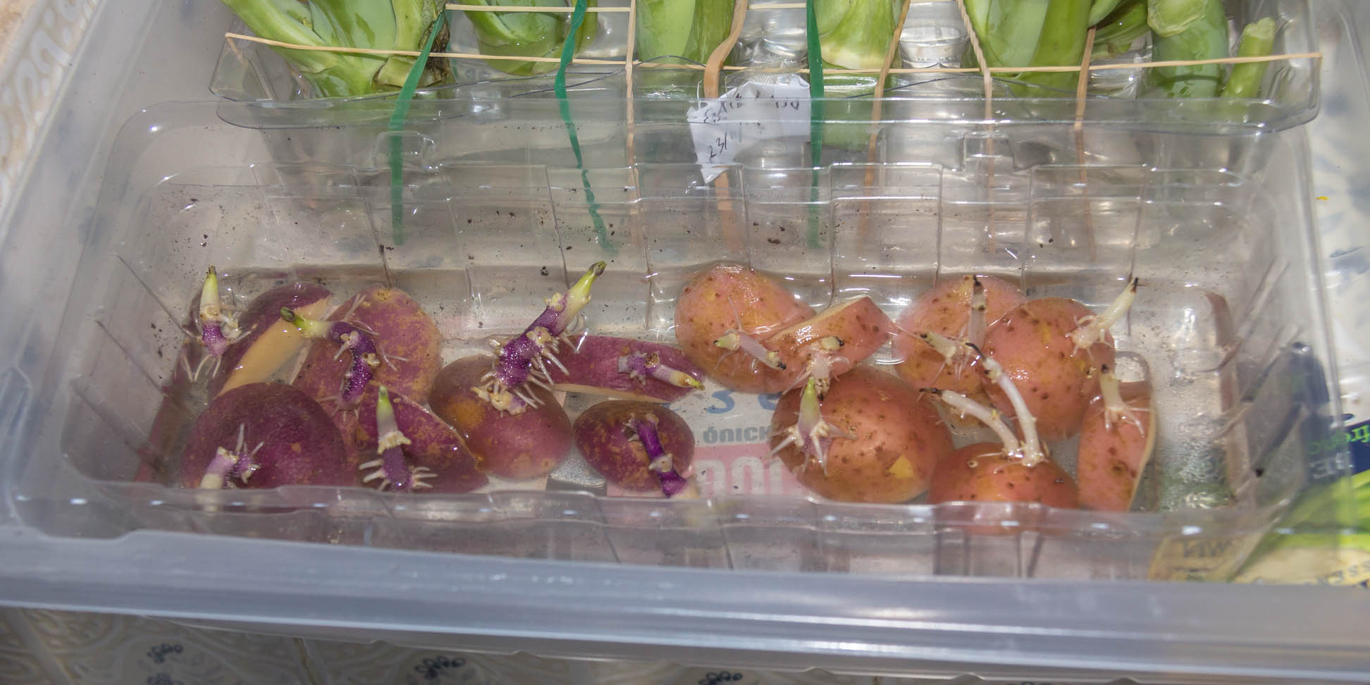 Re-use plastic container with water and potato eyes and roots are forming