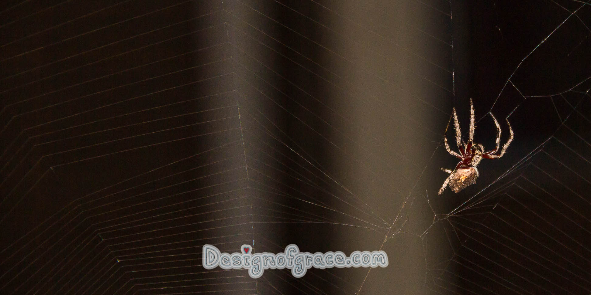 Big spider on web at night