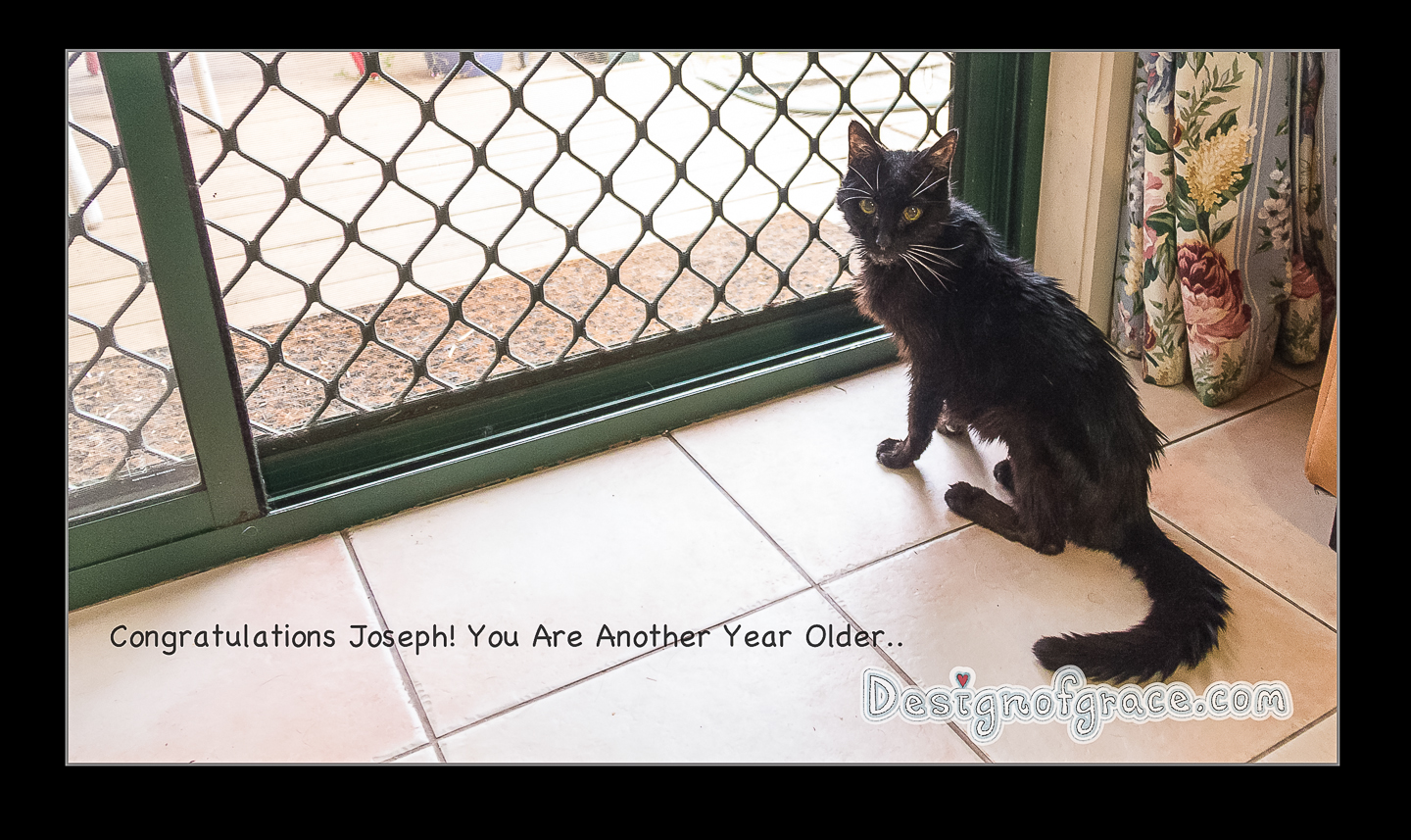 Old black cat with white whiskers saying " Congratulations Joseph! You Are Another Year Older"