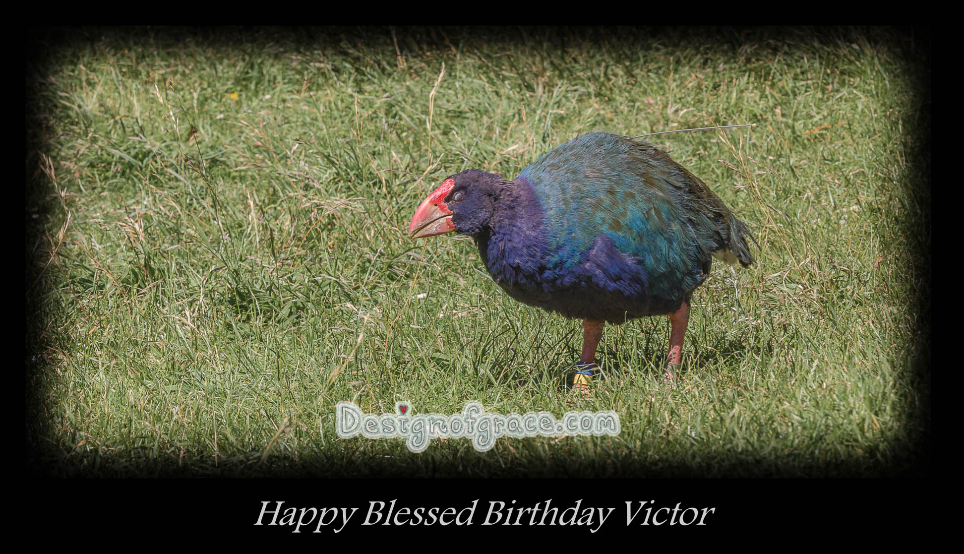 Happy Blessed Birthday Victor with a Takahē bird
