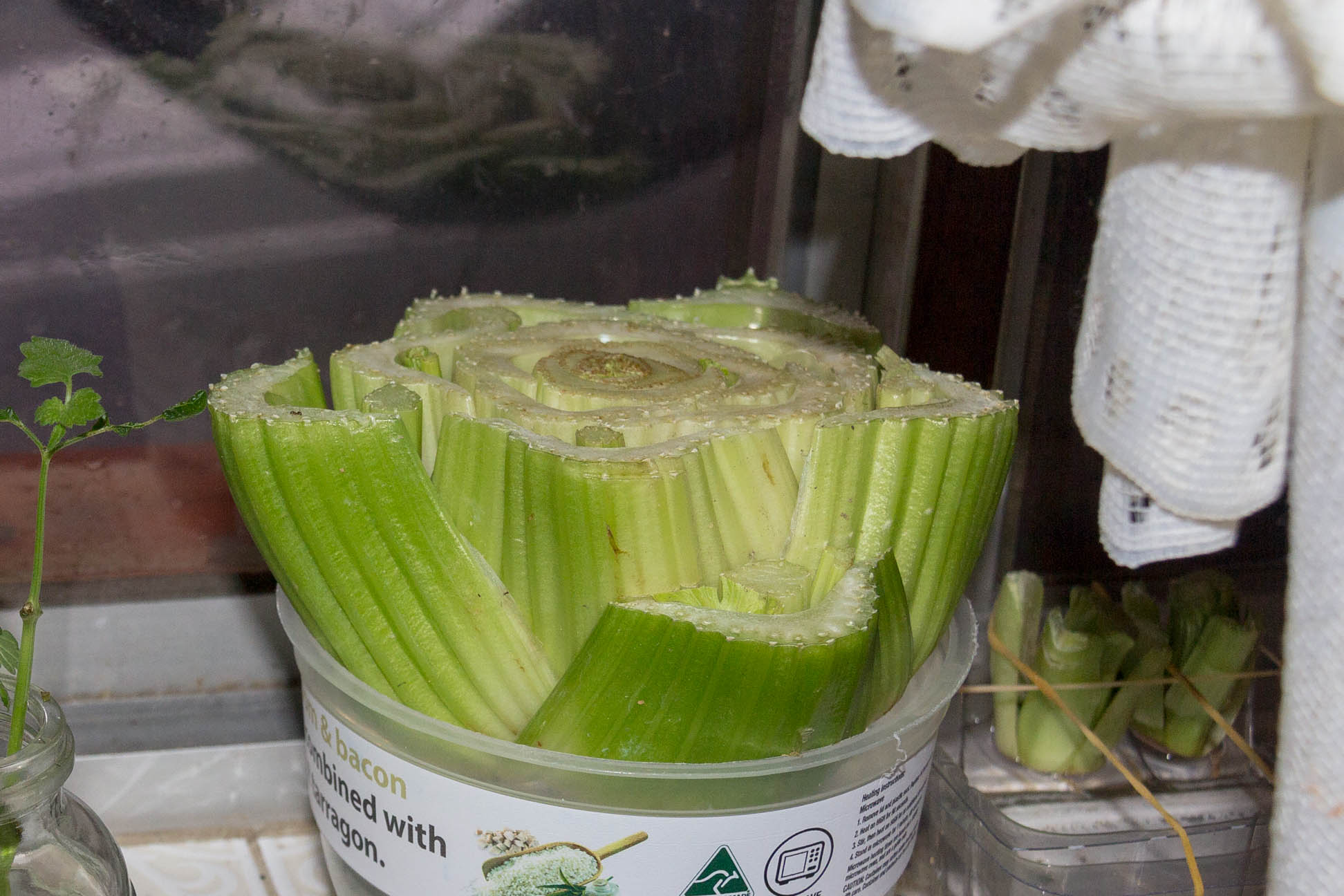 bottom half of celery suspended in a plastic container
