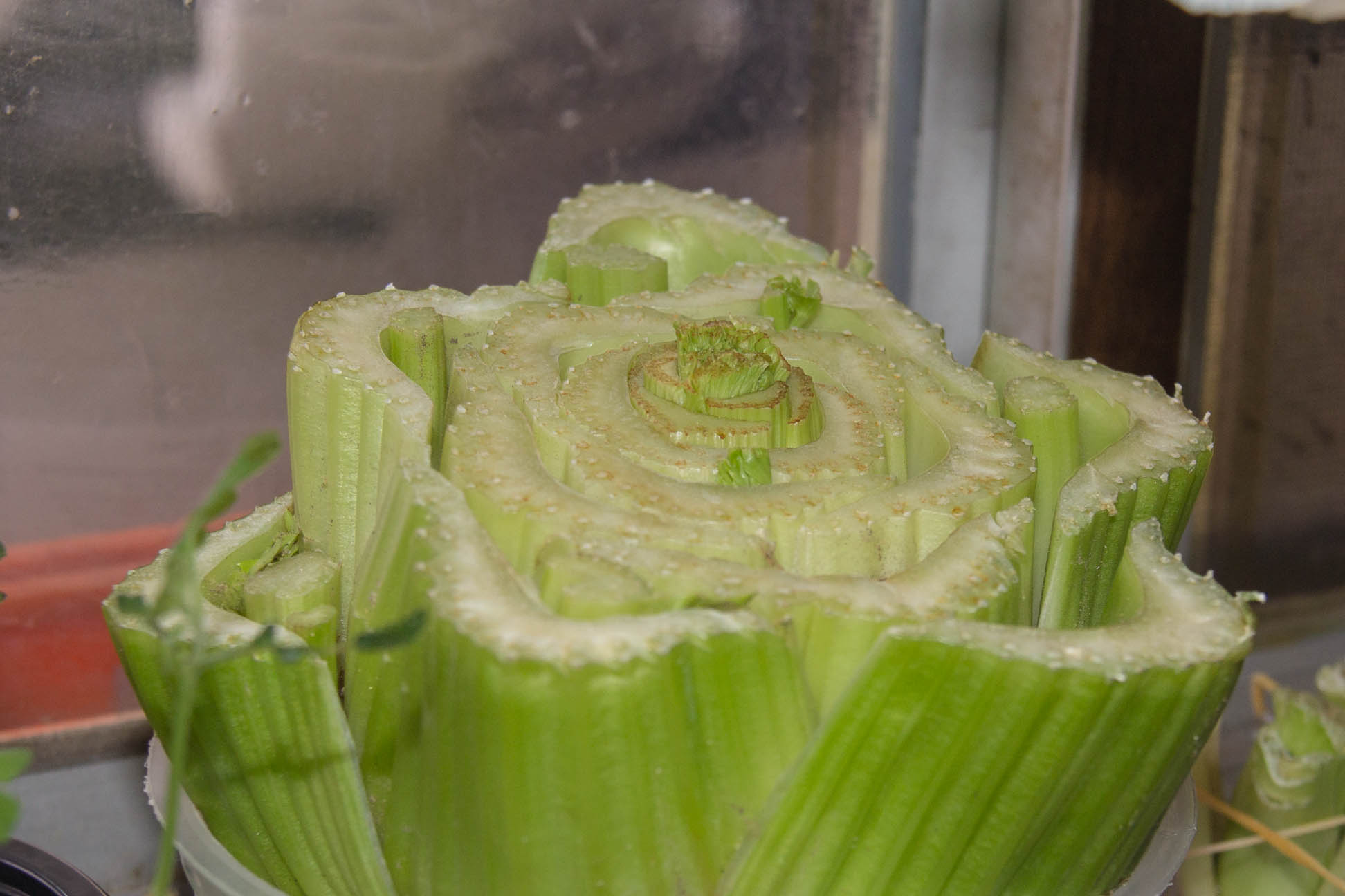 bottom half of celery suspended close up