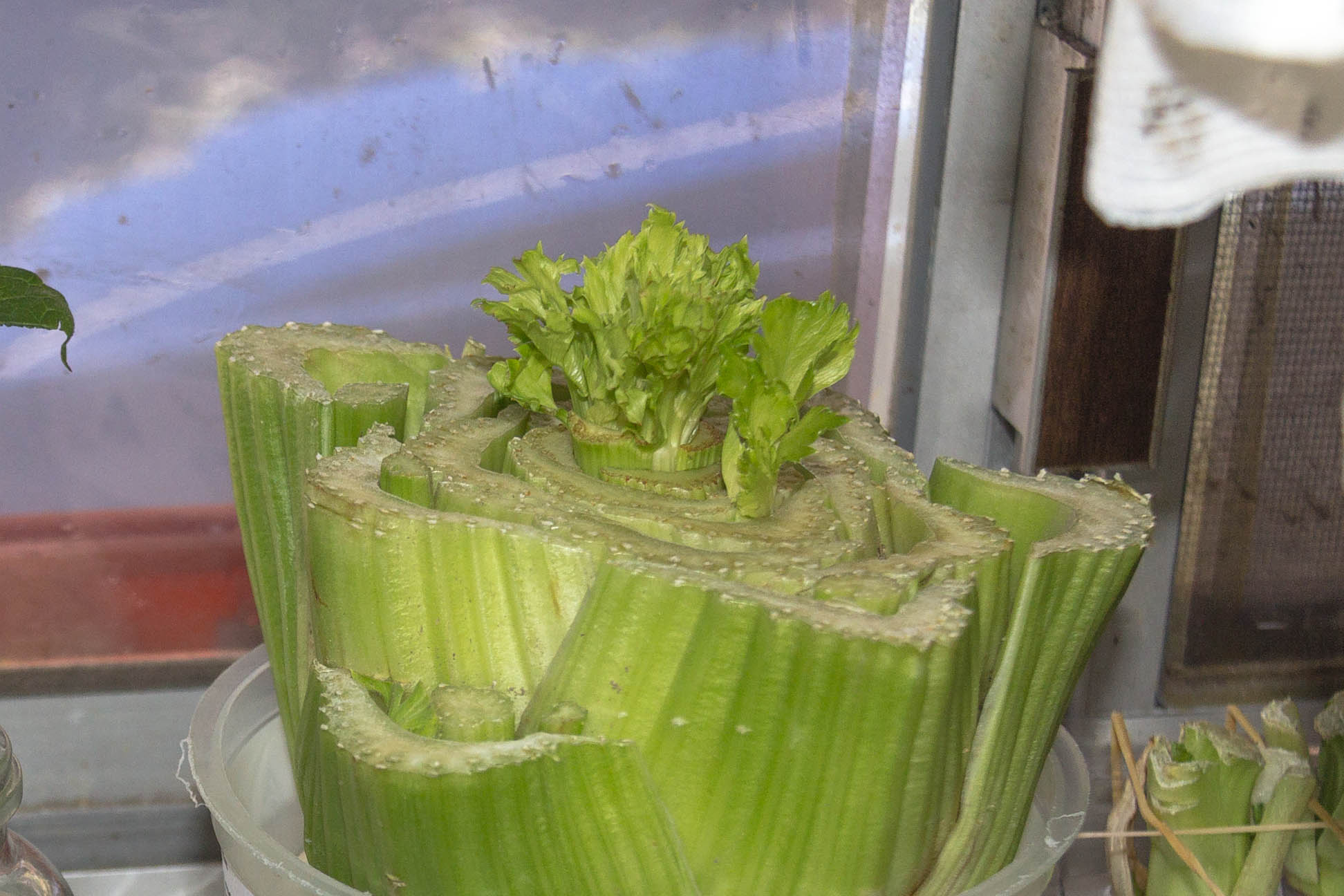 bottom half of celery suspended close up with leaves growing in the middle