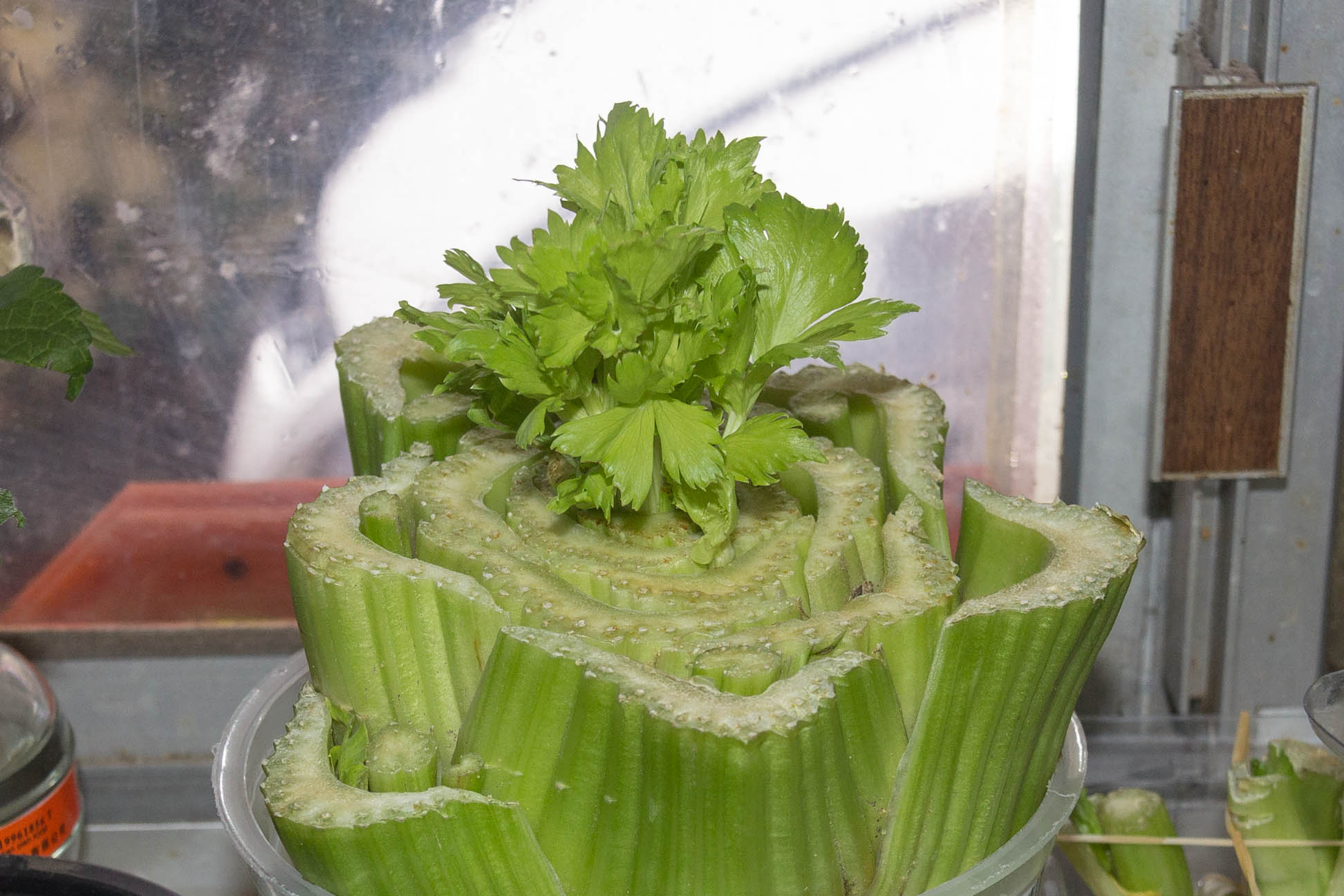 bottom half of celery suspended close up with leaves growing in the middle