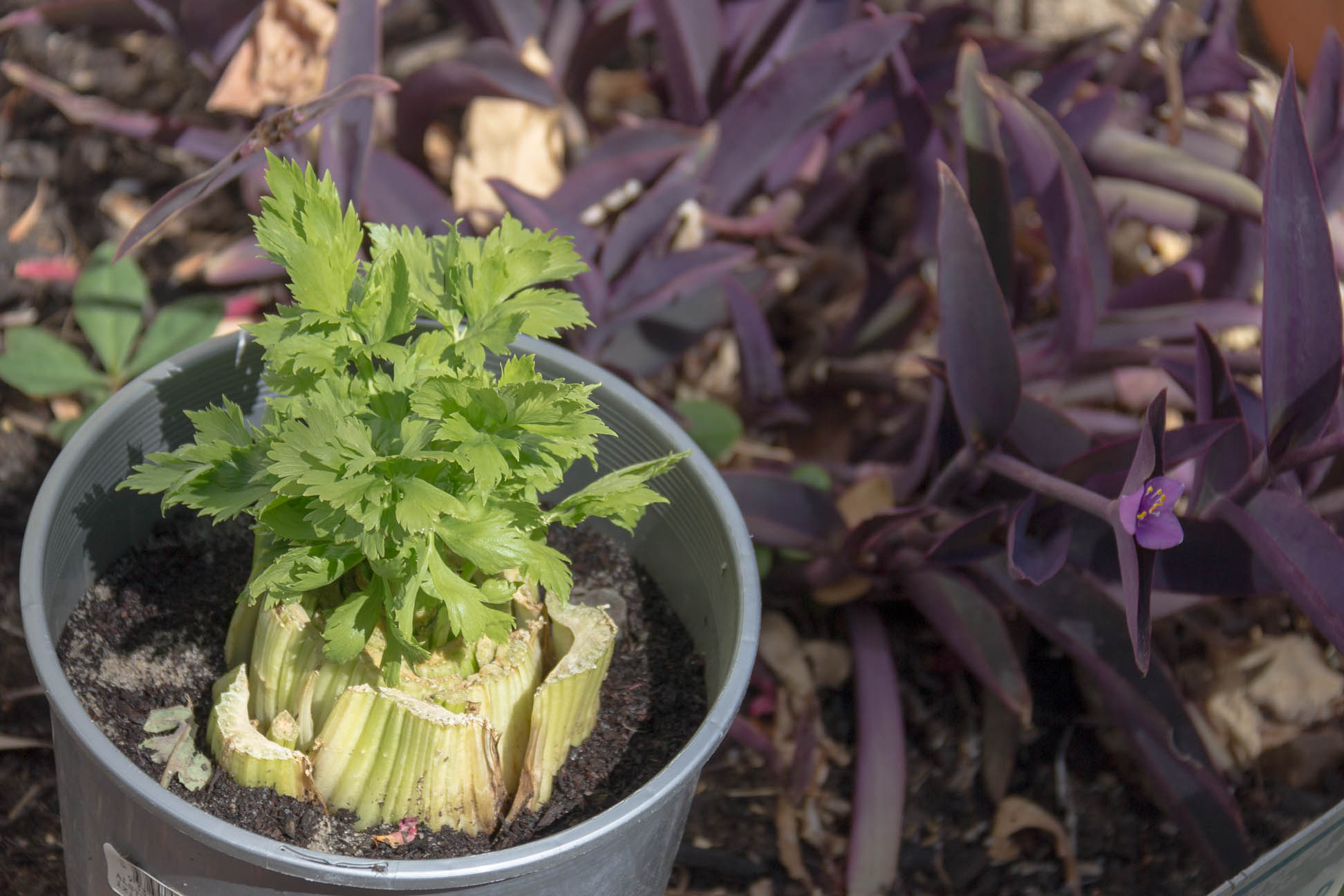 celery plant in a pot outside