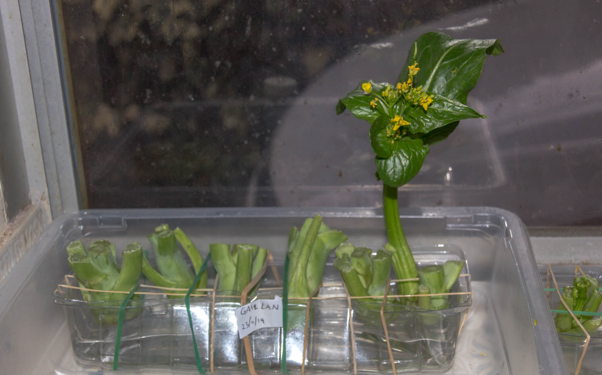 Gai Lan off cuts suspended with rubber bands in water on the window still