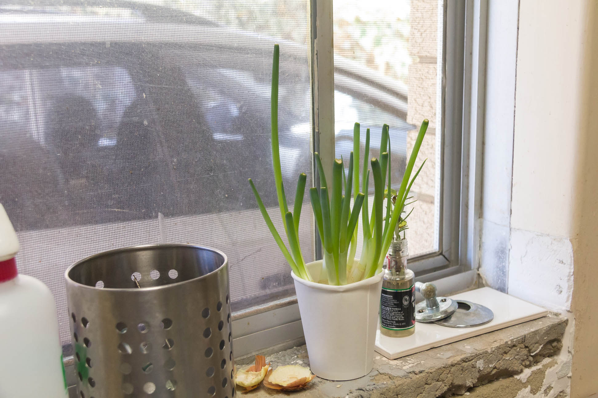 12/01/15 Day 7 of re-growing store-bought Spring Onions.  