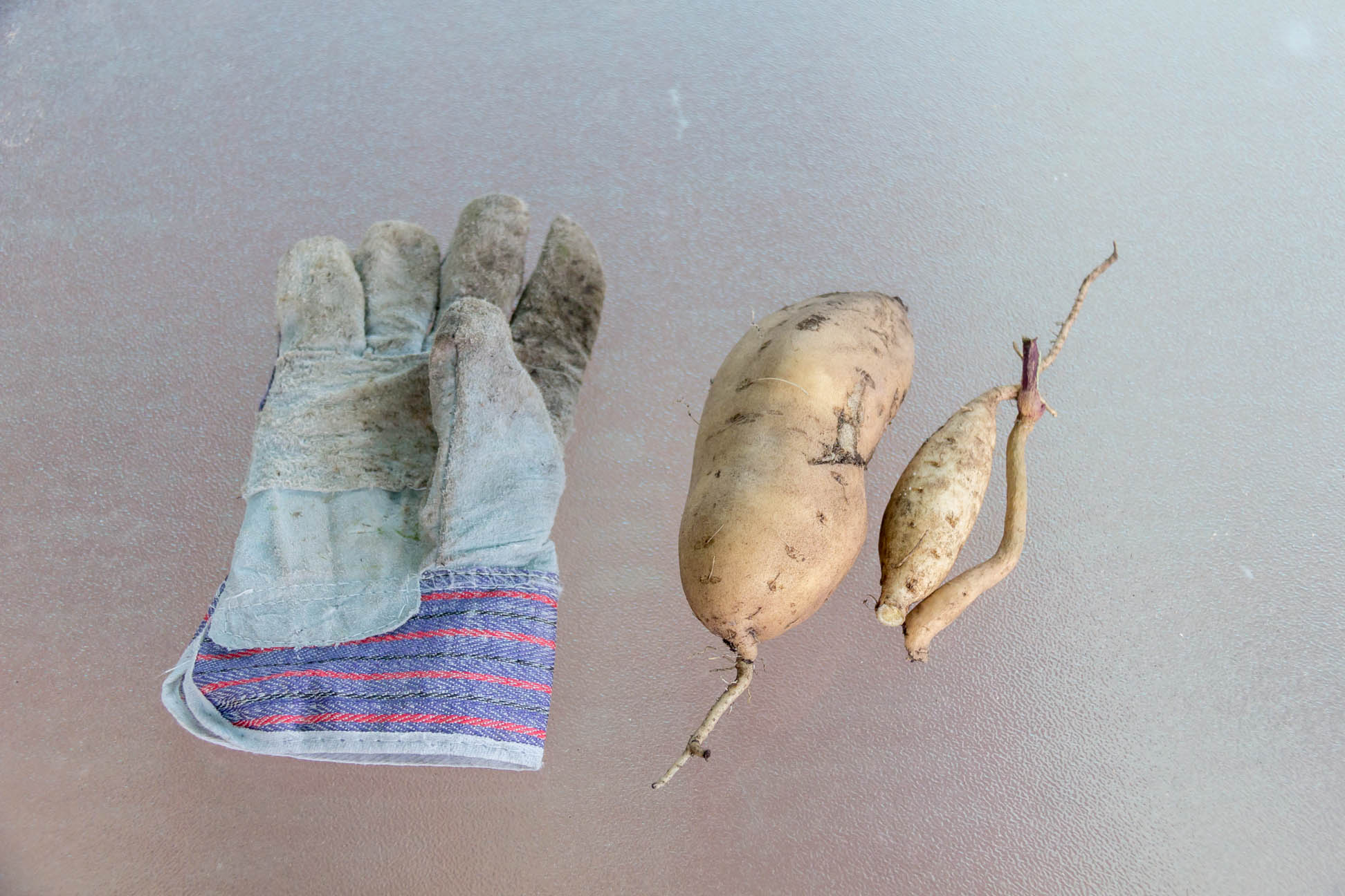 This is the biggest harvest we have had, NO idea how old this harvest is, came with the house. So excited that we had a home which had potato ground cover=)