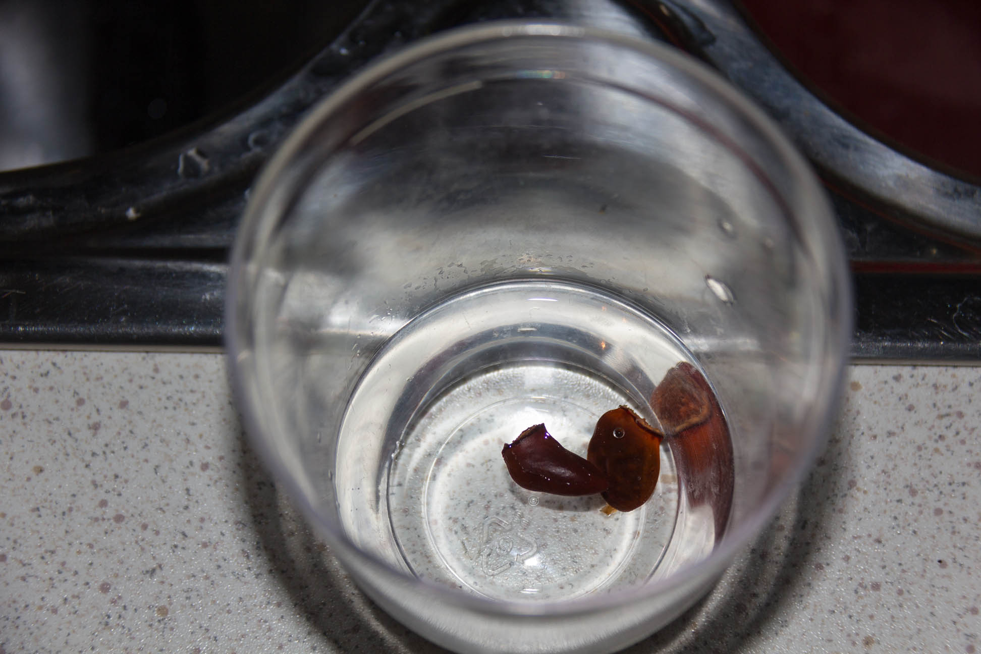 01/01/15 Day 1: Lychee seed germination experimentation Put an old seed into a cup of water
