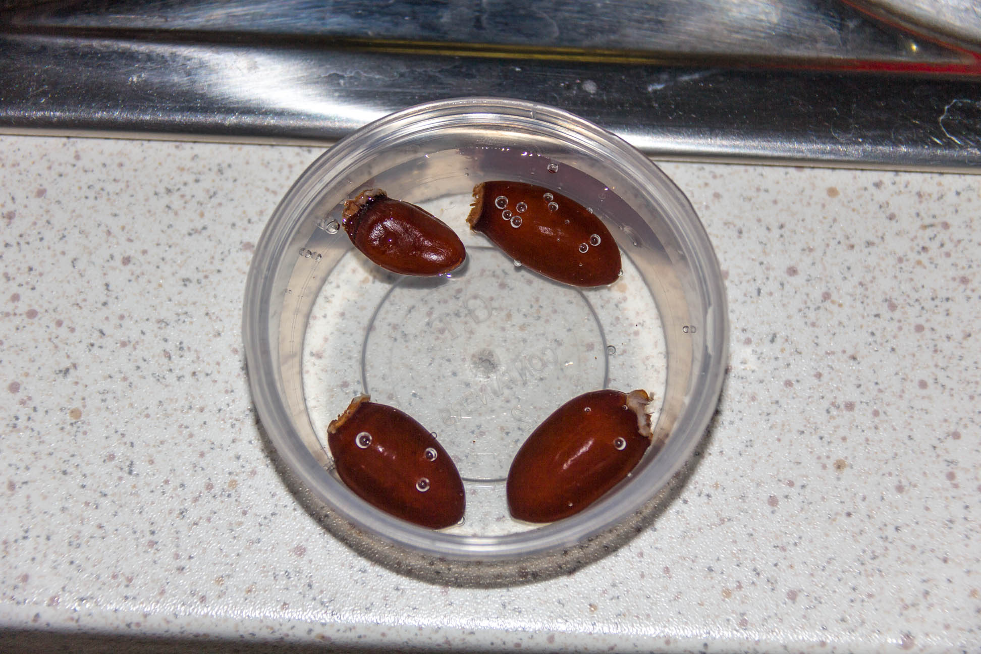 01/01/15 Day 1: Lychee seed germination experimentation Put 4 fresh seeds into a cup of water