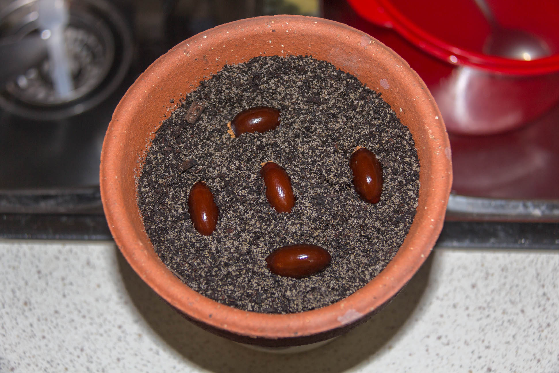 01/01/15 Day 1: Lychee seed germination experimentation Put fresh seeds straight into soil