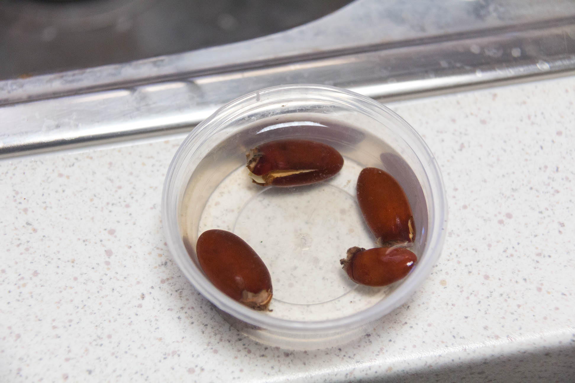 12/01/15 Day 12: Lychee seed germination experimentation Seeds in water has cracked a little