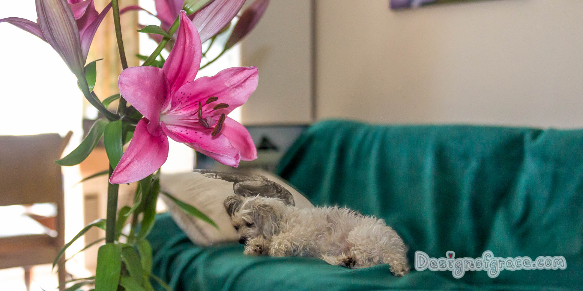 Penny thinks she is human.. she is sleeping on a pillow. Juxtapose with a beautiful blooming flower:)