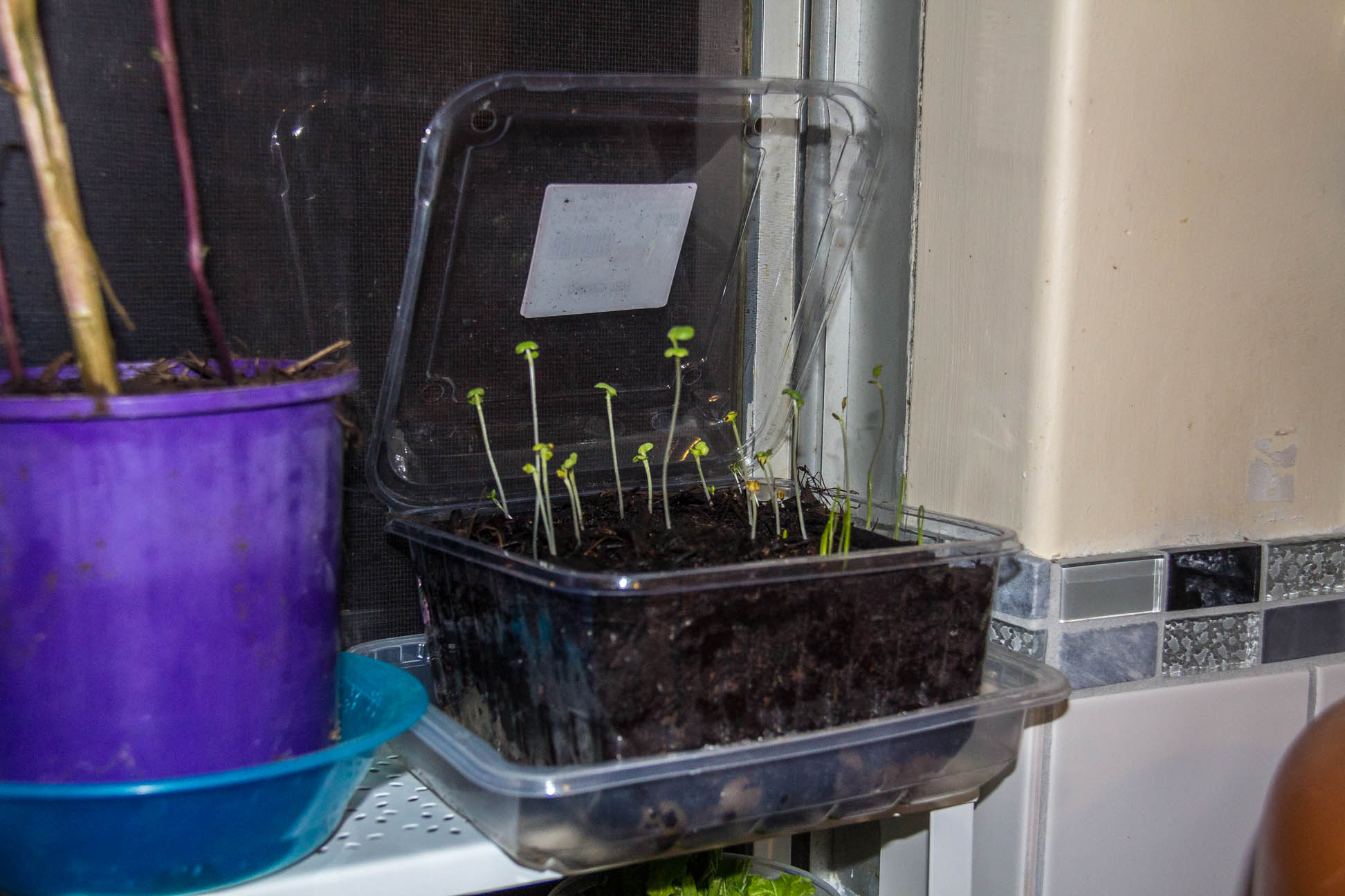 04/05/15 Day 11 The seedlings are going well. and more are sprouting :)