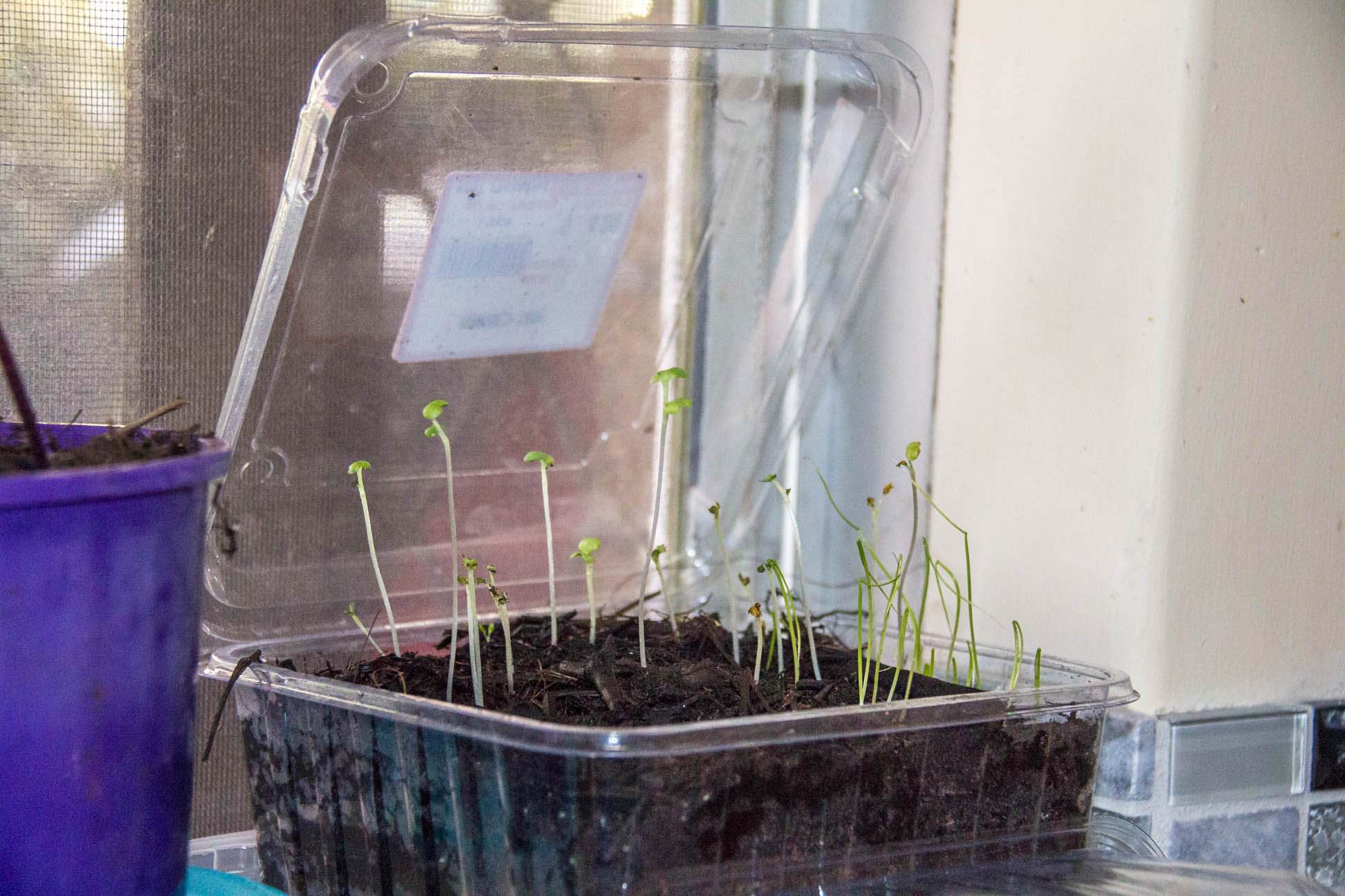 07/05/15 Day 14 seedlings are still growing tall and strong