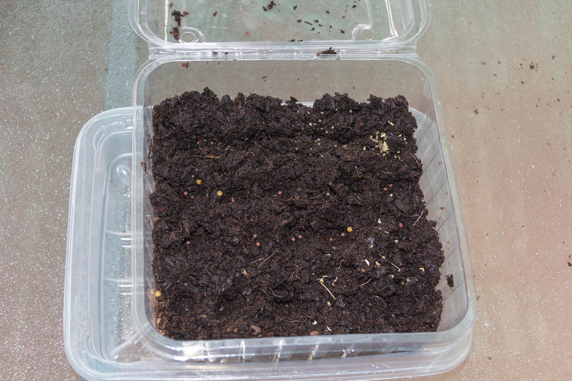 24/04/15 Day 1 covered the seeds over with soil