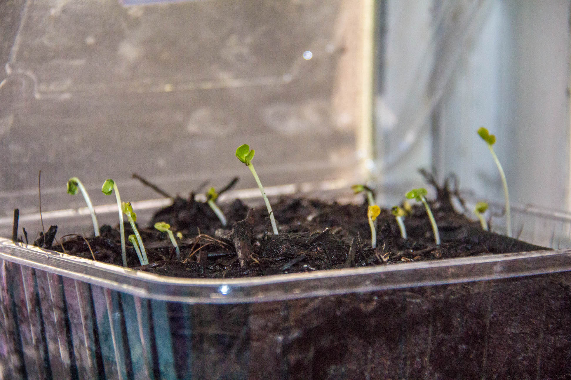 30/04/15 Day 7 more growth. I have no idea what these seedlings are.. Hind sight, going to plant seeds in individual pots with it's own kind.