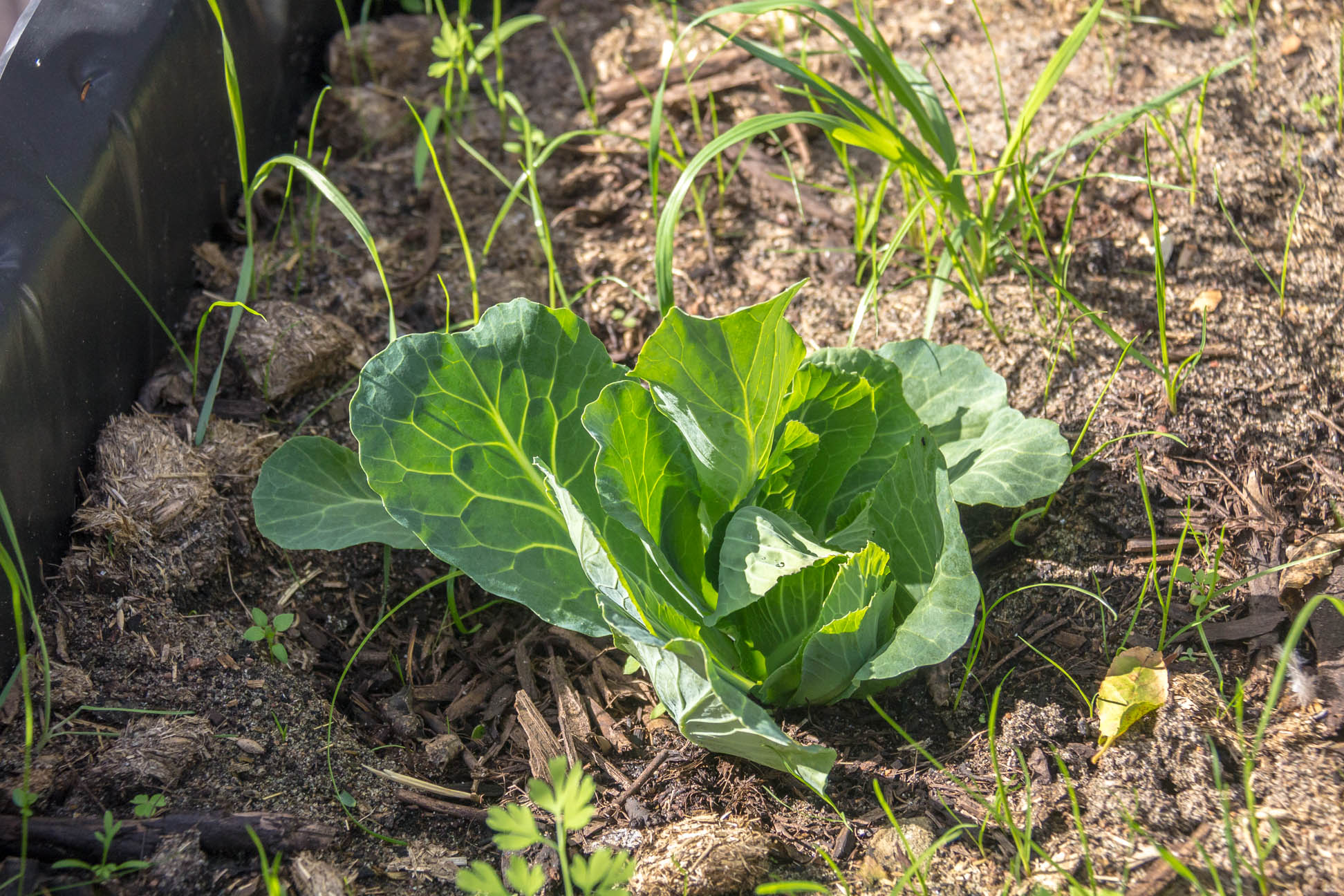 08/06/15 Day 55: The cabbage plant looks thicker