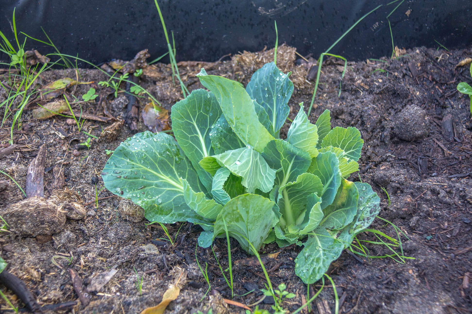12/06/15 Day 59: a different angle of the cabbage plant^^