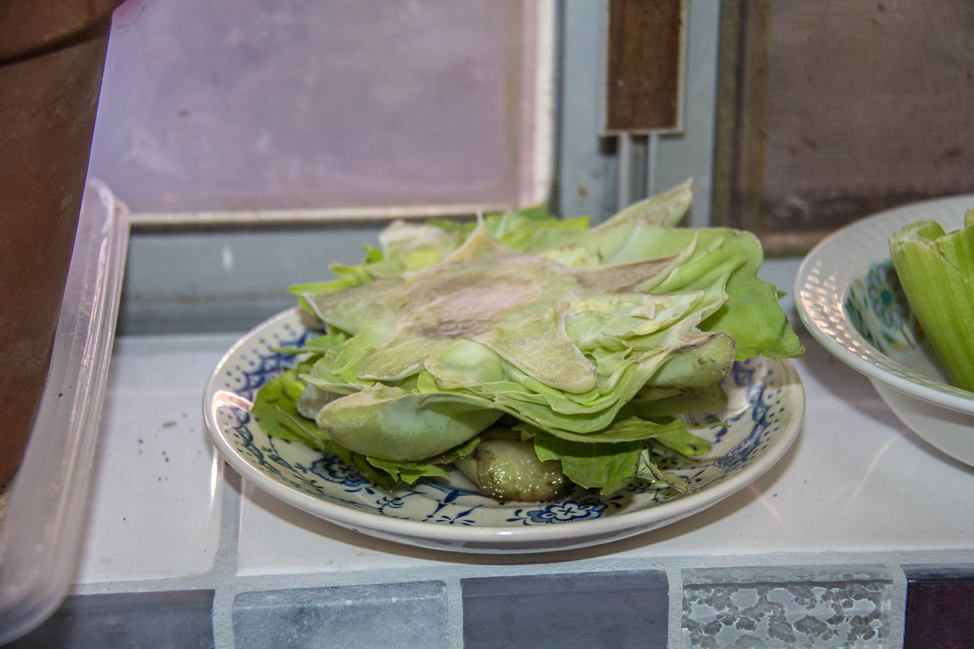 15/04/15 Day 1: Chopped off the top bit of the cabbage to use and put the bottom bit on a plate with a bit of water.