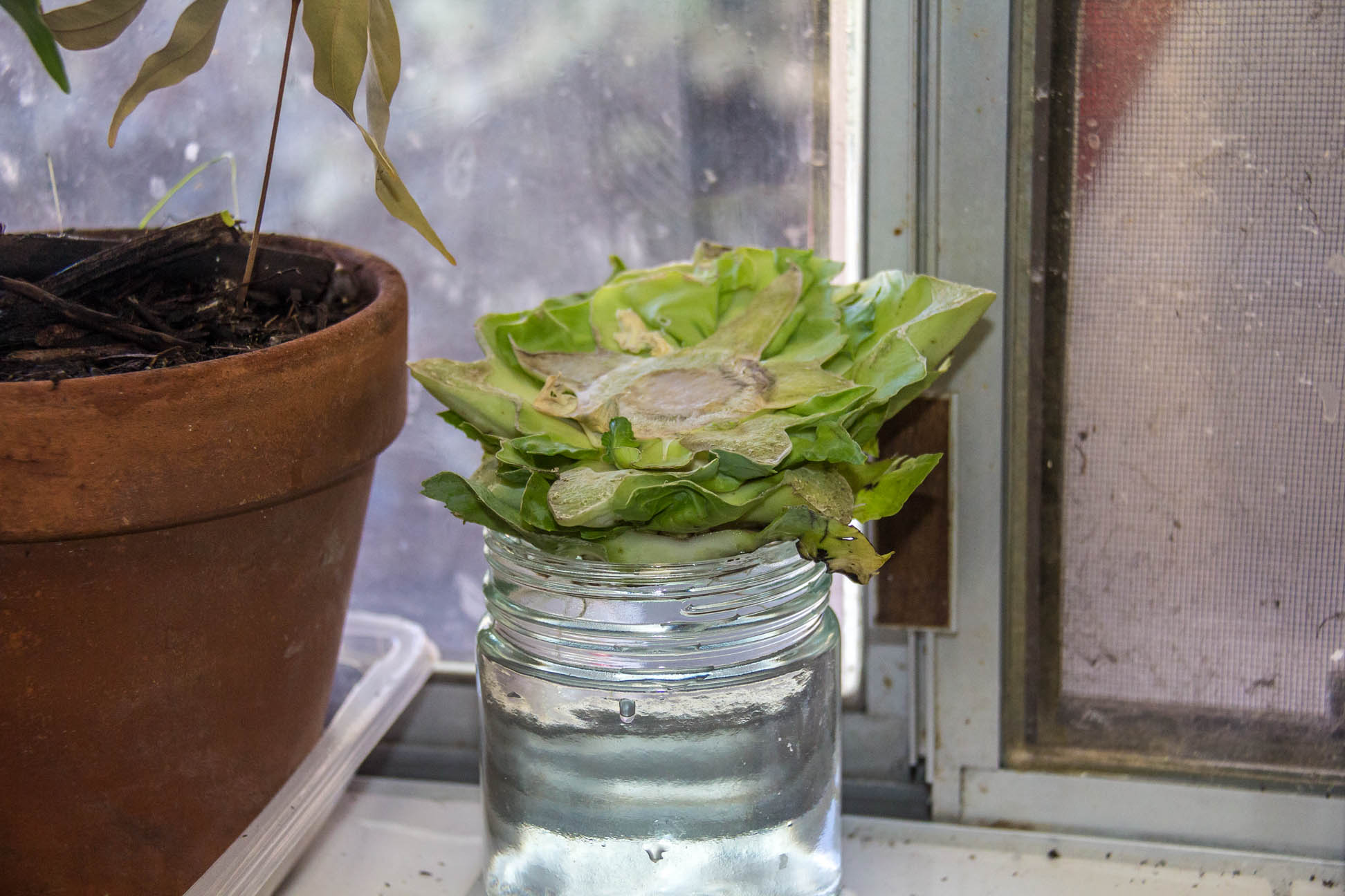23/04/15 Day 9: Changed to a jar of water so as to not to squash the roots. more foliage is visible.