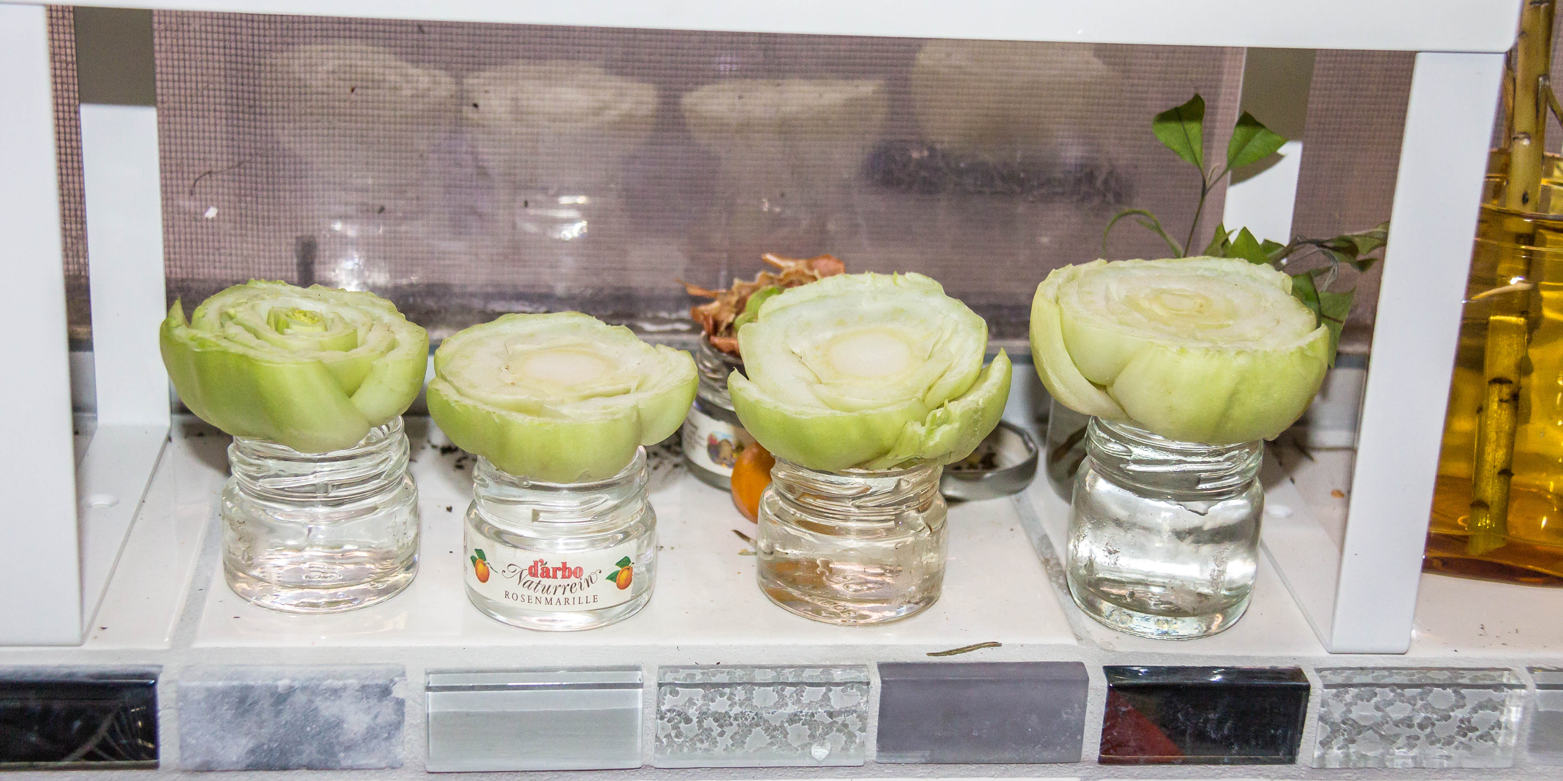 15/05/15 Day 1 Just bought the bok choy and chopped off the bottom bit to re-grow suspended in little glass jars