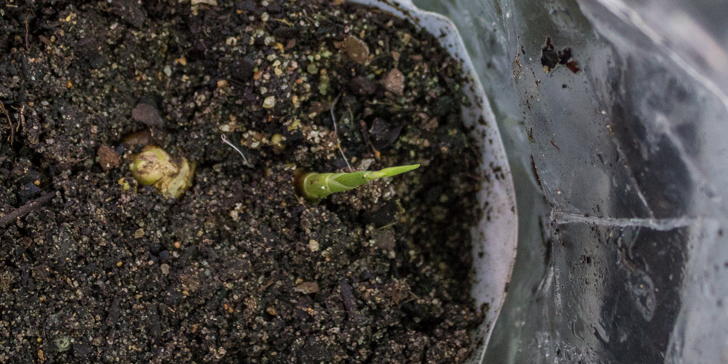 02/11/15 Day 37: The green shoot growing taller