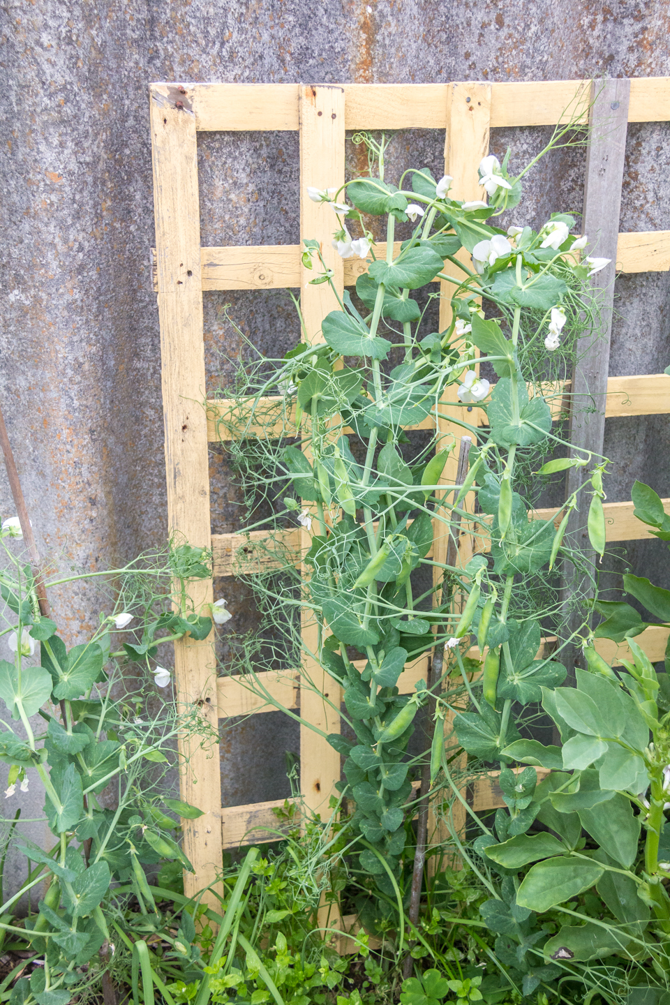 13/08/15 Day 108: Taller and producing peas