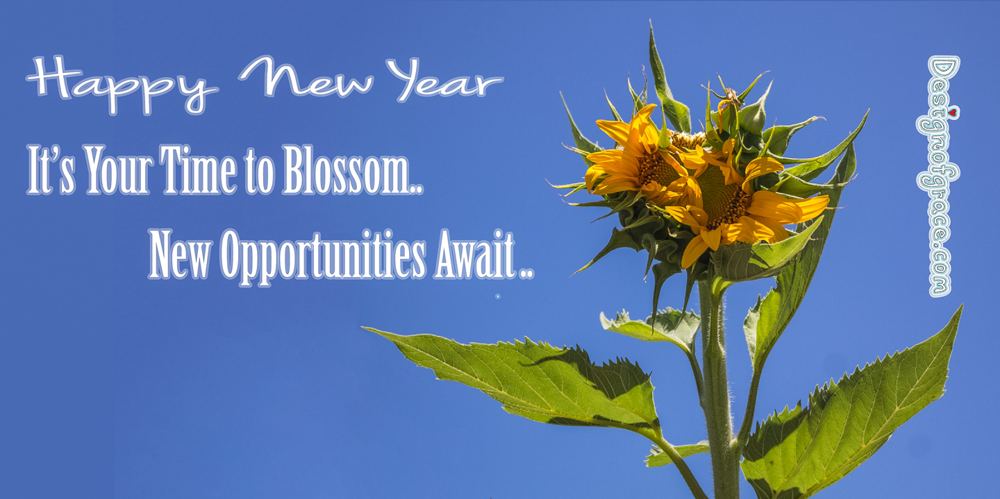 It’s Your Time to blossom.. New Opportunities Await..  A sunflower which I've grown from seed beginning to bloom!
