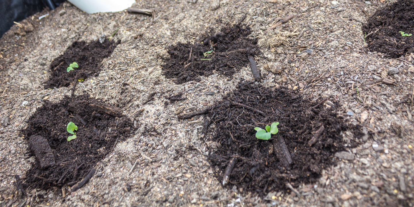 18/10/15 Day 1: Seedlings planted out in the Wicking Bed 4