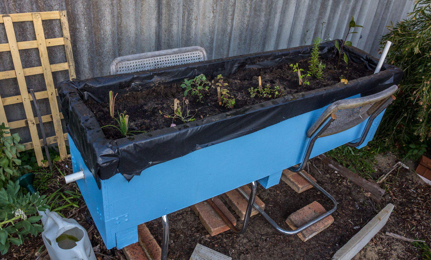19/09/15 Day 28 [Day 2 of the project]: The Final Wicking Bed 3 Herb 14