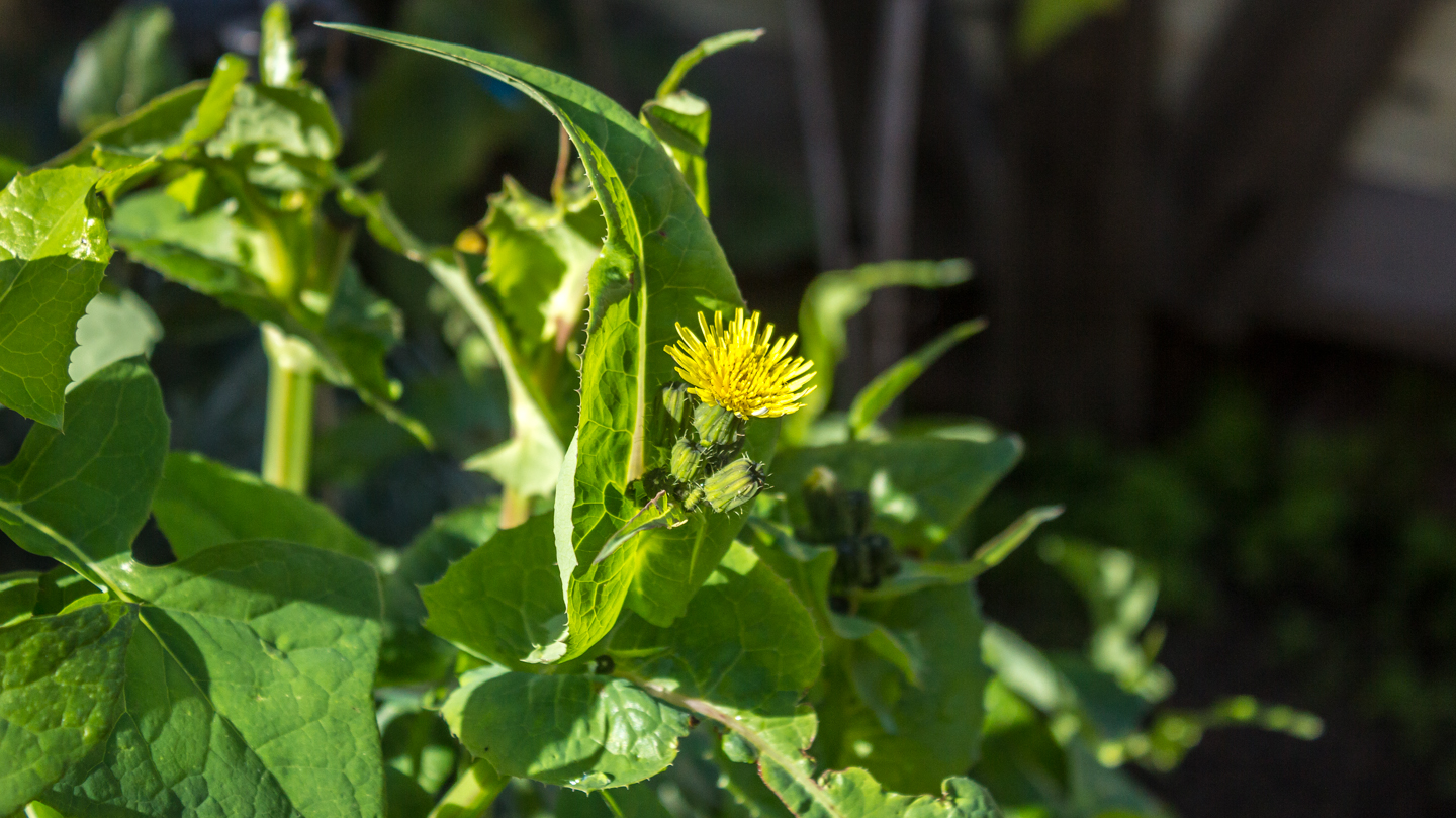 sow thistle 02
