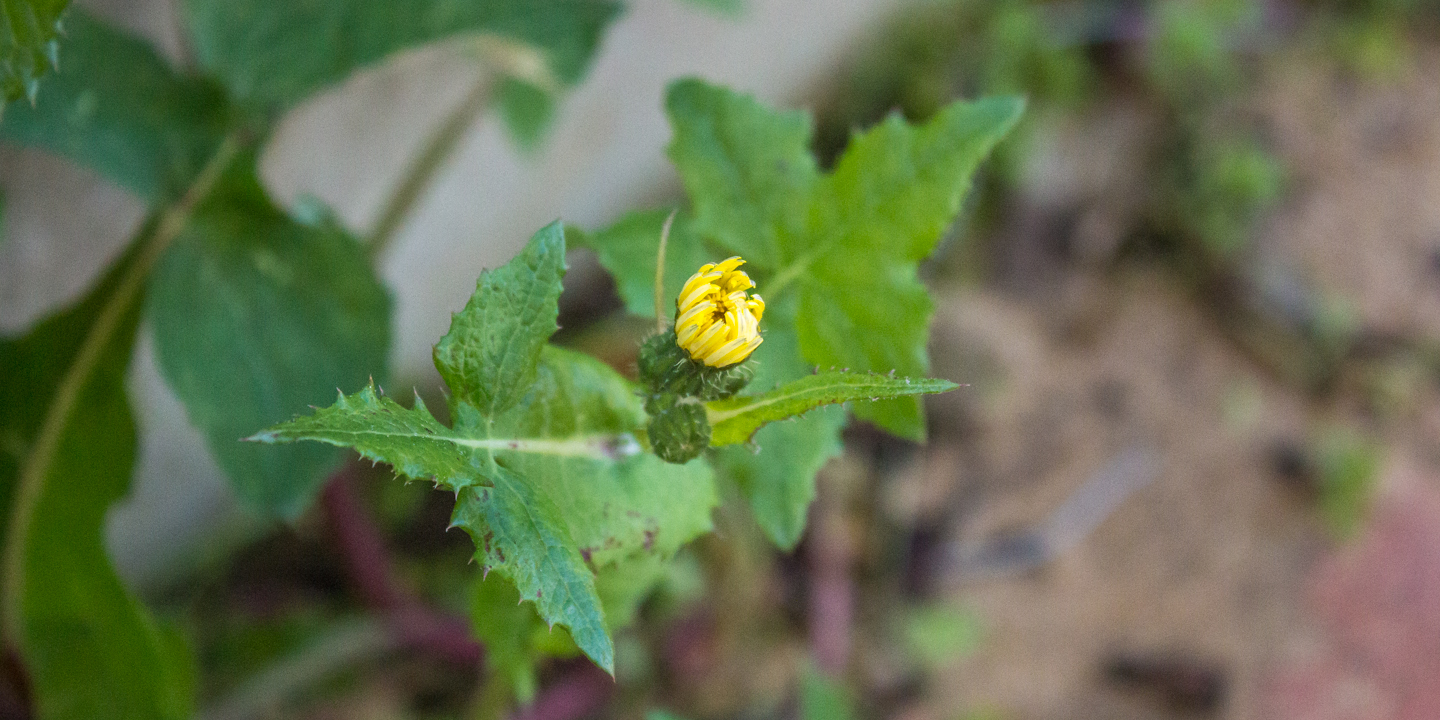 sow thistle 03